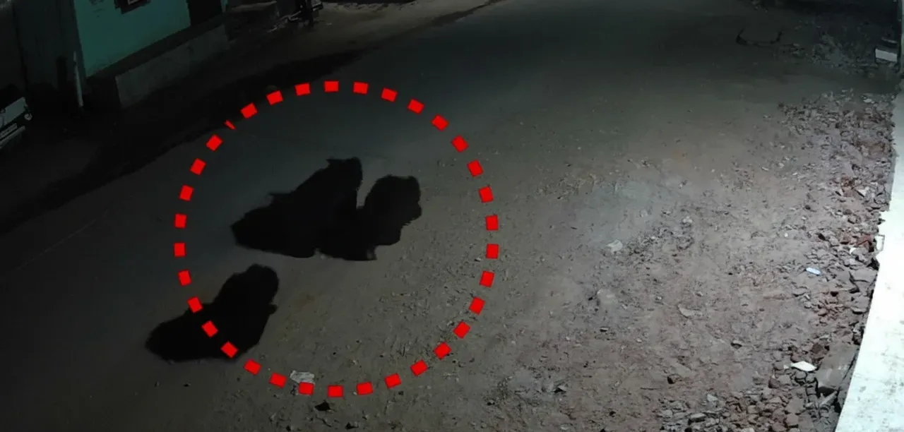 Bear movement triggers panic in Nuapada village